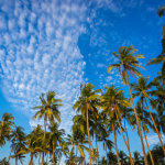 Palmy u moře v Bengálském zálivu