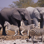 Sloni a zebry v NP Etosha