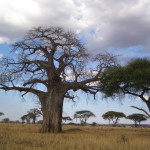 Baobaby zadržují vodu pro období sucha