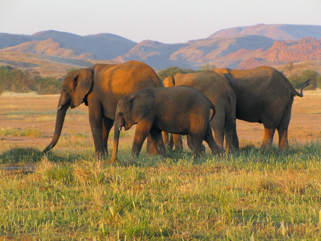 pouštní sloni v Damaralandu