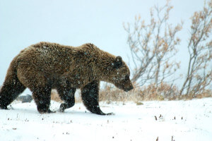 Budeme se volně pohybovat v parku, kde jsou medvědi grizzly. Tahle divočina je skutečná.