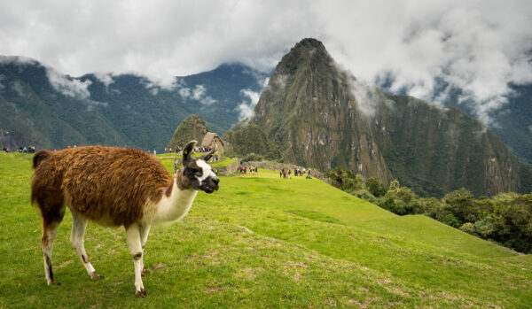 Lama na Machu Picchu, Peru