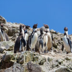 Tučňáci na ostrovech Ballestas, Paracas, Peru