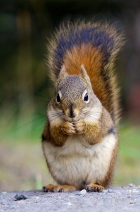 American red squirrel holding nut in hands and eating