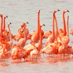 (Flamingos in Celestún Estuary od Katja Schulza> / CC BY 2.0)