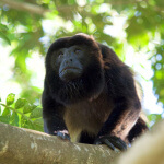 (Howler Monkey od Jan Hazevoeta> / CC BY 2.0)