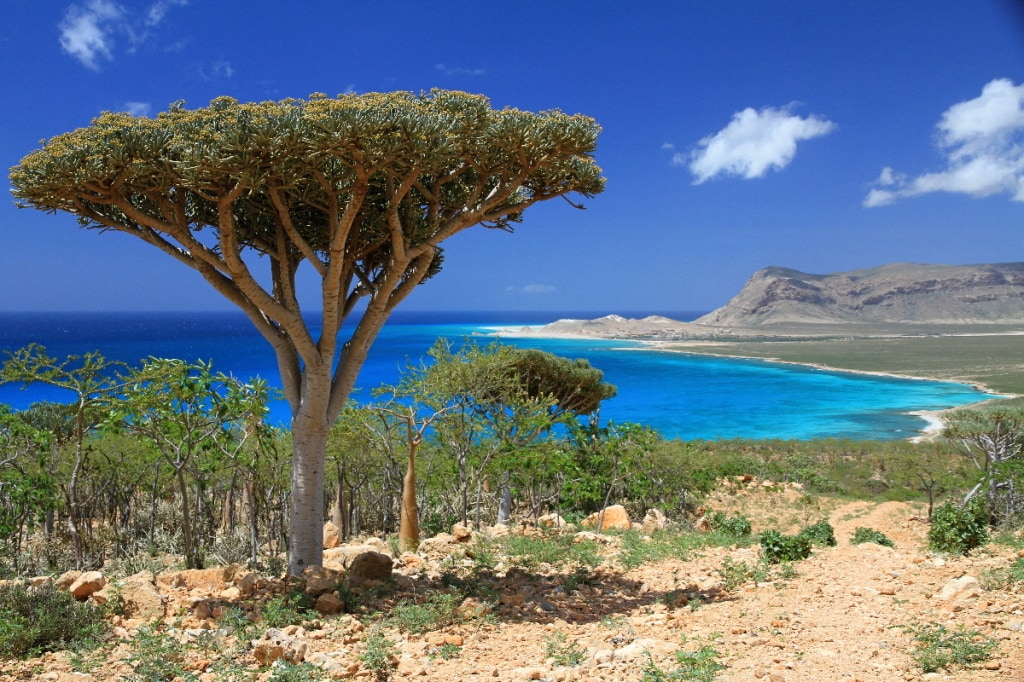 Stromové pryšce rodu Euphorbia arbuscula a krásné a opuštěné pláže Sokotry
