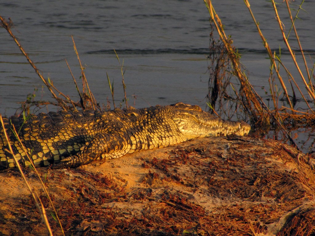 Krokodýl nilský je od Nilu hodně daleko