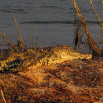 Krokodýl nilský je od Nilu hodně daleko