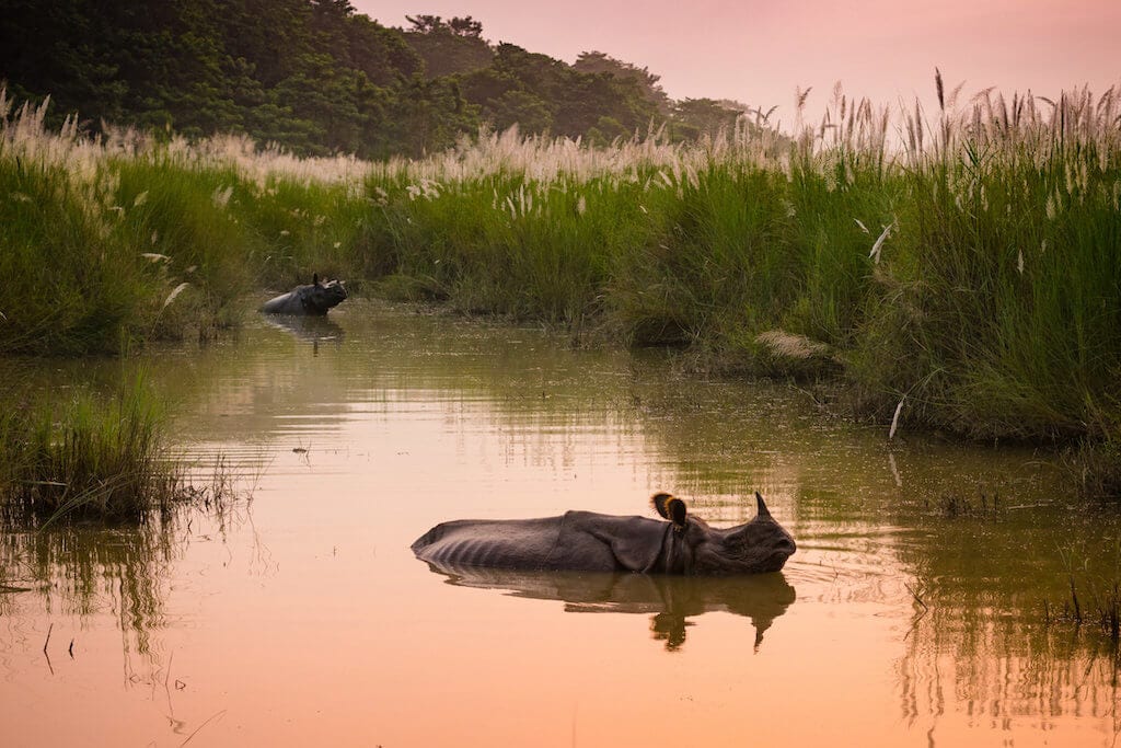 V národním parku Chitwan žije okolo 700 nosorožců