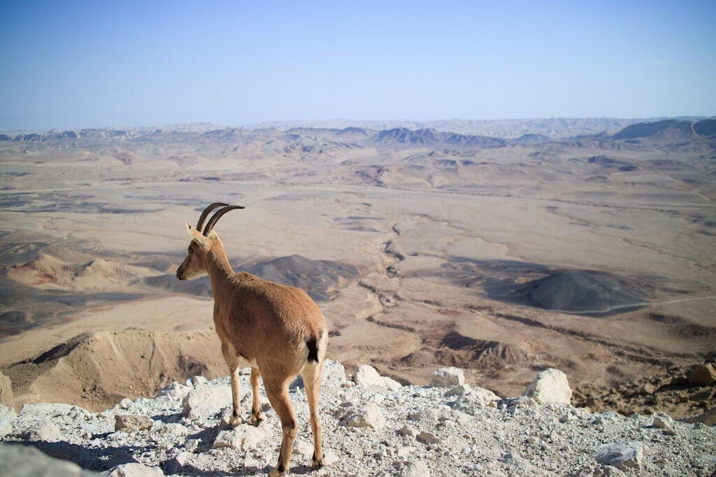 Makhtesh Ramon kráter a okukující přímorožec arabský