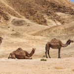 Negevská poušť s velbloudy