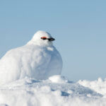 Bělokur horský je jediný pták, který na Špicberkách setrvává po celý rok a nemigruje