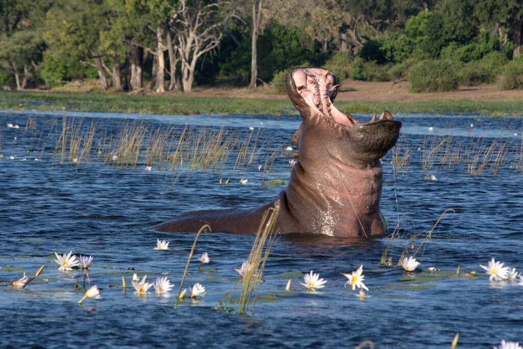 I tato nejnebezpečnější zvířata uvidíme v NP Chobe