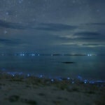 Na některých plážích je možné narazit na svítící plankton, takže během plavání máte pocit, že se vznášíte mezi hvězdami