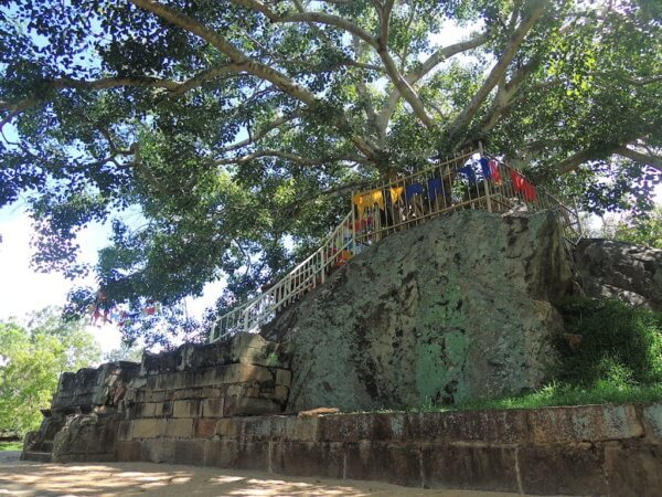 Posvátný Buddhův strom v Anuradhapura