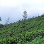 Všudypřítomné čajovové plantáže