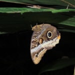 Největší motýl Kostariky - Soví motýl
