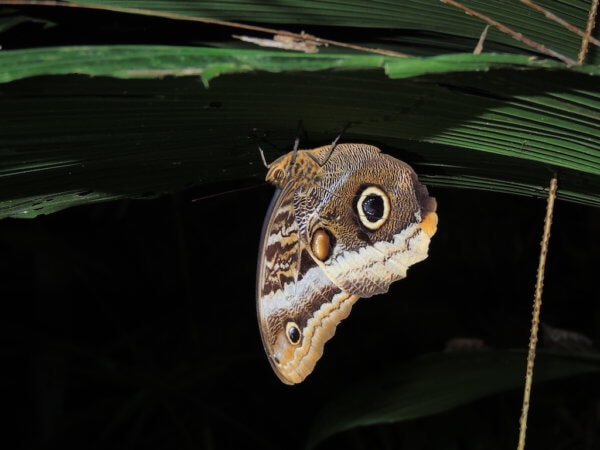 Největší motýl Kostariky - Soví motýl