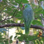 Papoušek Amazoňan