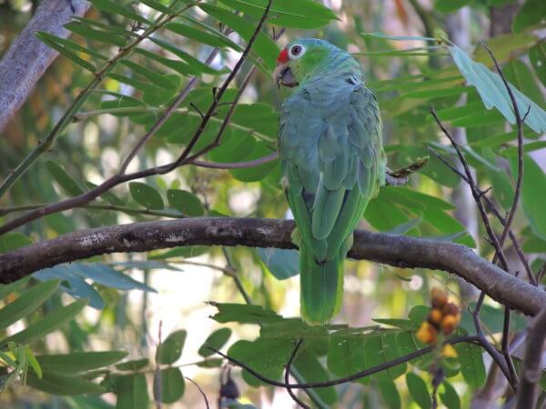 Papoušek Amazoňan