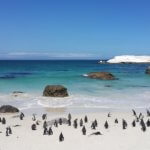 Tučňáci na pláží v Bolders Bay, Kapské město