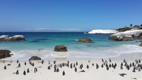 Tučňáci na pláží v Bolders Bay, Kapské město