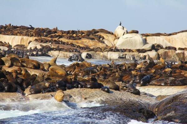 Tulení kolonie na ostrově Seal Island, Kapské město