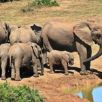 Sloni, Addo Elephant park