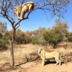 "Polez dolů"..."Ne, nejdřív jdi pryč...", Kruger National Park