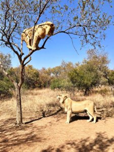 "Polez dolů"..."Ne, nejdřív jdi pryč...", Kruger national Park