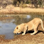 "To mám ale žízeň", Addo Elephant park