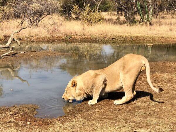 "To mám ale žízeň", Kruger National Park