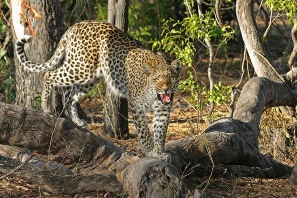 Leopard, Kragga Kamma Game Park