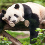 Panda z chovné stanice v Chengdu