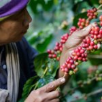 Kávové plantáže Kebun Kalisat