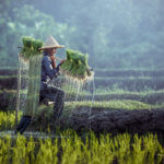 Farmář na rýžovém poli