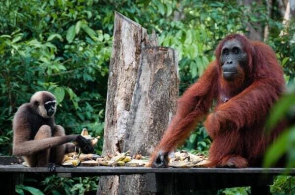 Orangutani v NP Tanjung Puting