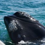 Pozorování velryb v Jižní Africe