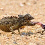 Chameleon namibijský je jediným pouštním druhem chameleona