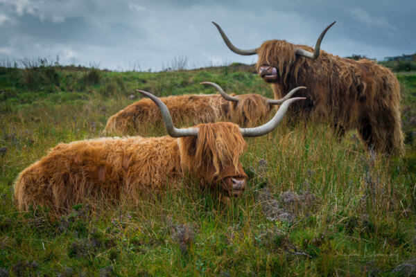 Skotské krávy jsou úžasné