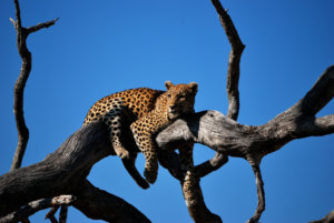 V NP South Luangwa je jedna z nejvyšších koncentrací levhartů na světě