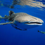 Na žraloka velrybího bychom měli narazit při šnorchlování na Tofo Beach v Mozambiku