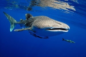 Na žraloka velrybího bychom měli narazit při šnorchlování na Tofo Beach v Mozambiku