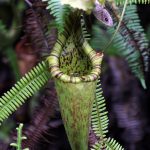 Masožravá láčkovka Nepenthes