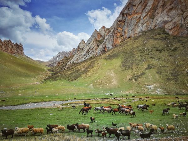 Na pastevce a jejich stáda narazíte v Kyrgyzstánu téměř na každém kroku