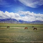 Volně se pasoucí koně na popředí pohoří Pamír na hranici Kyrgyzstánu a Tádžikistánu