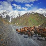 Stáda skotu velmi často zaterasí kyrgyzské silnice