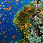 Podmořský svět Rudého moře je fascinující