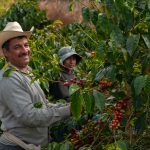 Kolumbijci při sklizni kávy